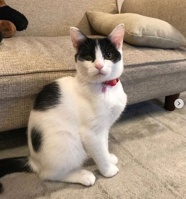 オスワリするニコちゃん