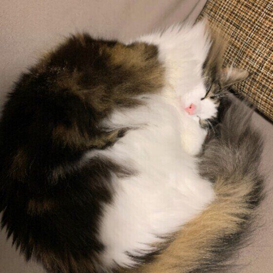 眠るノルウェージアンフォレストキャット