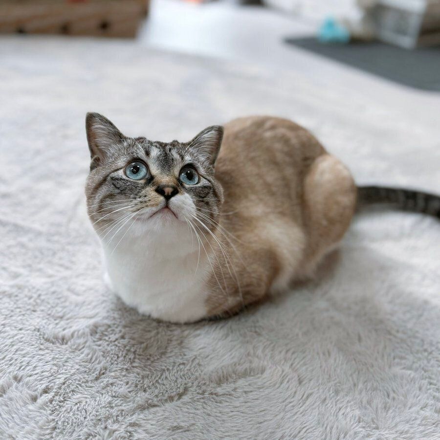 香箱座りするこめくん