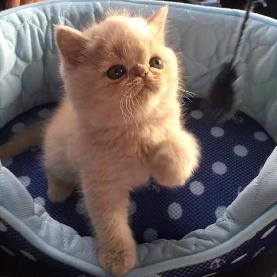 見上げるエキゾチックショートヘア