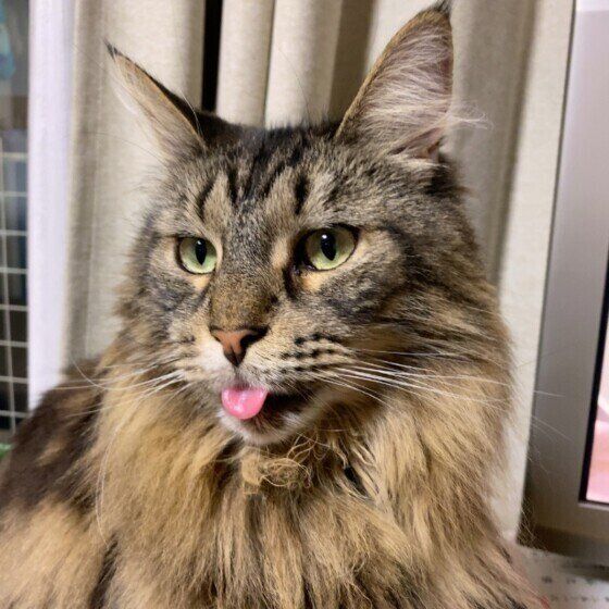 舌を出すメインクーン