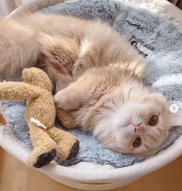 くつろぐにこちゃん