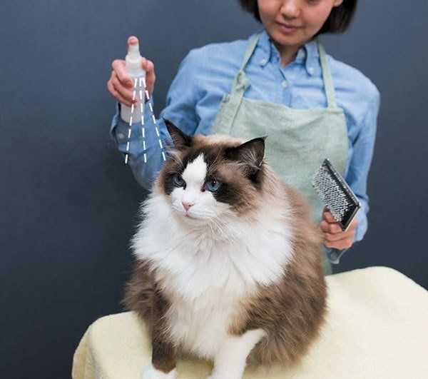 猫にスプレーをかける