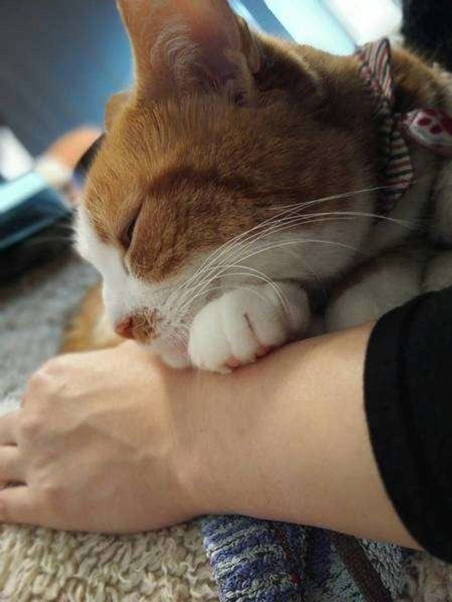 実は猫は表情豊かな動物だった 愛猫が愛を伝えているときはこんな顔 ねこのきもちweb Magazine 実は猫は表情豊かな動物だった 愛猫が愛を伝えているときはこんな顔 ねこのきもちweb Magazine