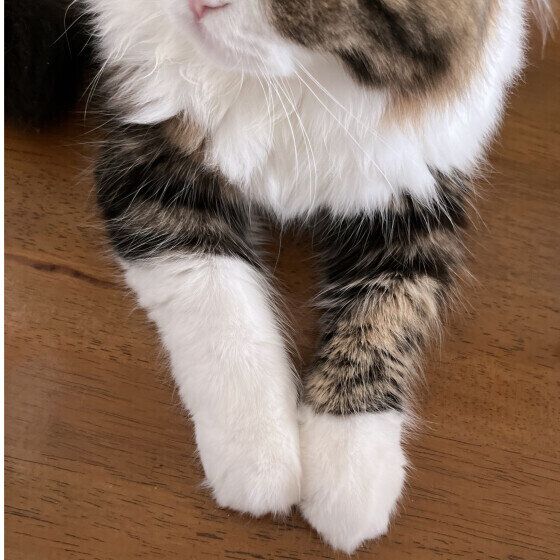 スコティッシュフォールド・ロングヘアの福翔( タルト)くん  