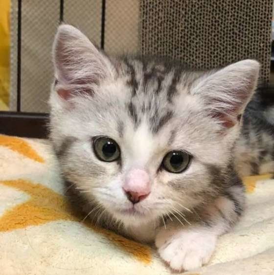 ケージに慣れてきたスコティッシュフォールド