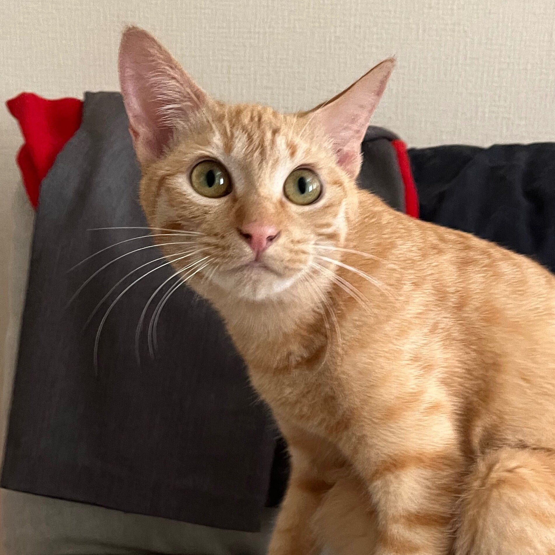 大きく目を見開いている生後11カ月の猫