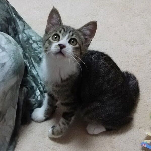 子猫時代のまめたろくん