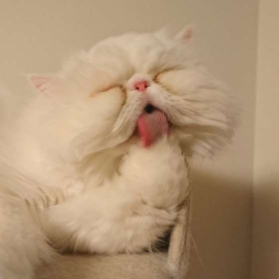 肉球をお手入れ中のしし丸ちゃん