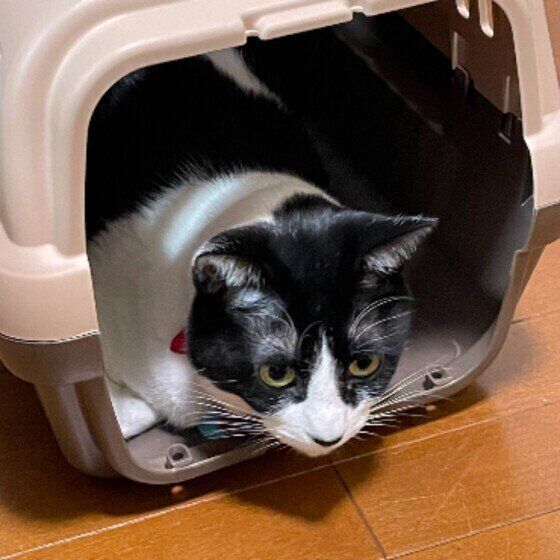 キャリーケースに入る猫