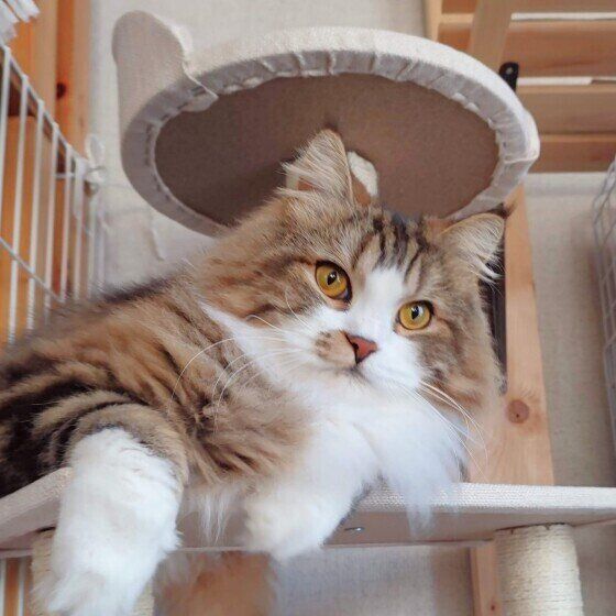 スコティッシュフォールド・ロングヘアの絆くん♪