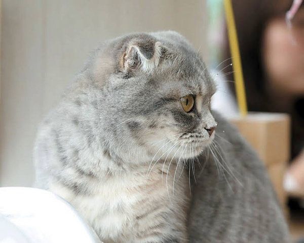 耳でわかる猫の気持ち