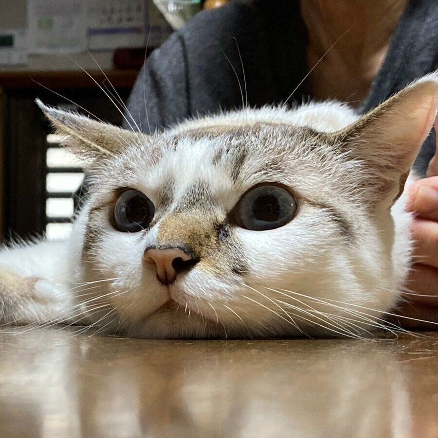 お父さんにお尻をトントンしてもらうあたりちゃん