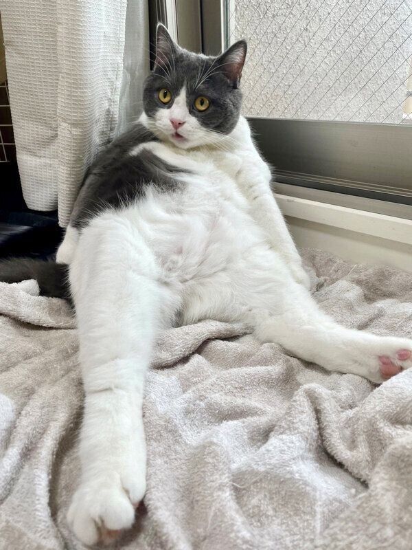 くつろぐおにぎりくん