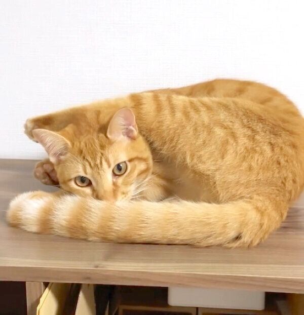 不思議な体勢でくつろぐみゃおちゃん