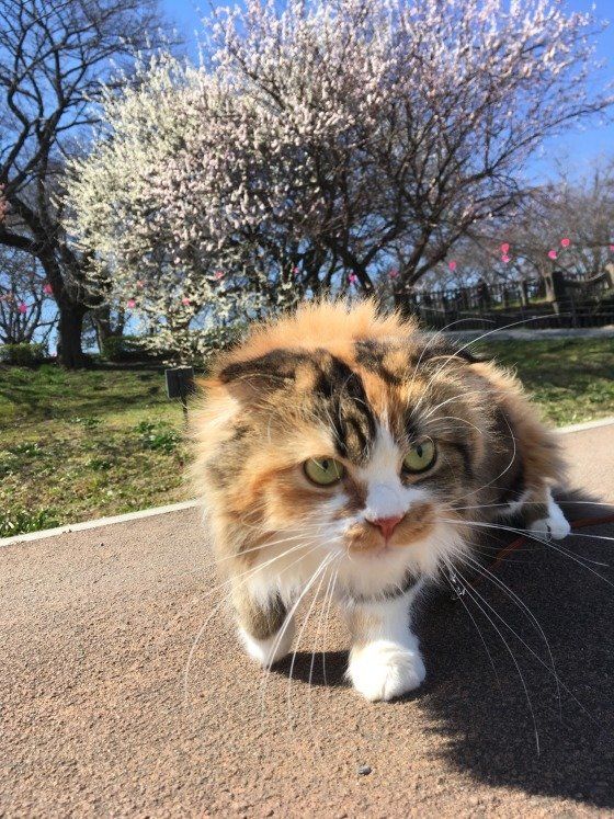 春にお散歩をするメス猫ちゃん