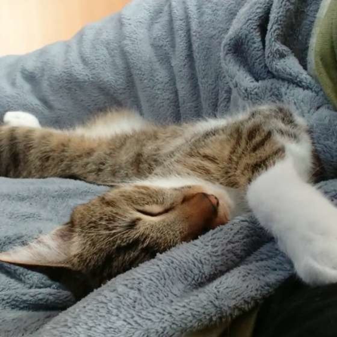 猫飼いの至福の時間 猫が飼い主さんの布団に入ってくるワケ ねこのきもちweb Magazine 猫飼いの至福の時間 猫が飼い主さんの布団に入ってくるワケ ねこのきもちweb Magazine