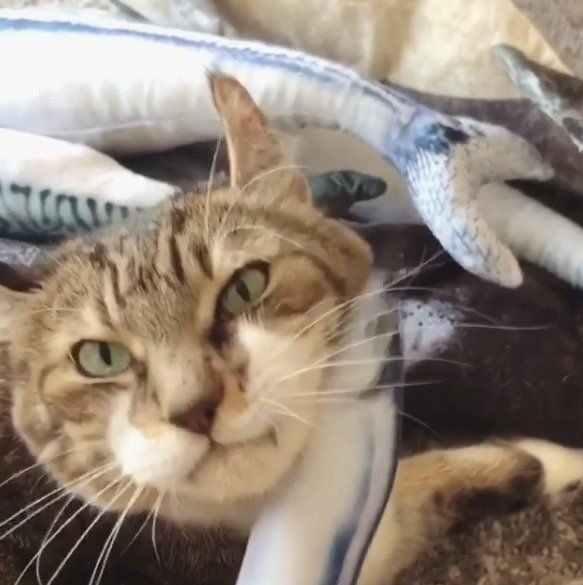 マッサージされる猫