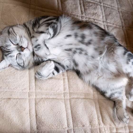 へそ天で眠る猫