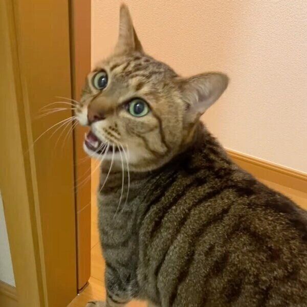 飼い主さんをリビングに呼ぶもあくん