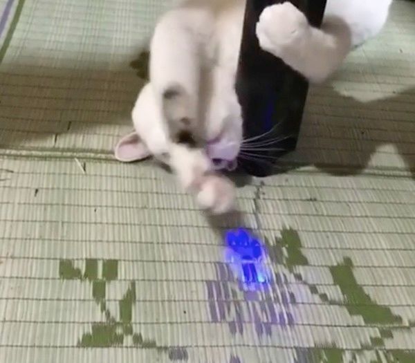眠たいけど遊びたい猫