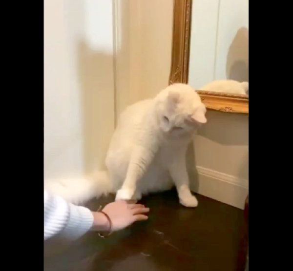 飼い主さんが撫でようとするのを丁重にお断りするたいちゃん