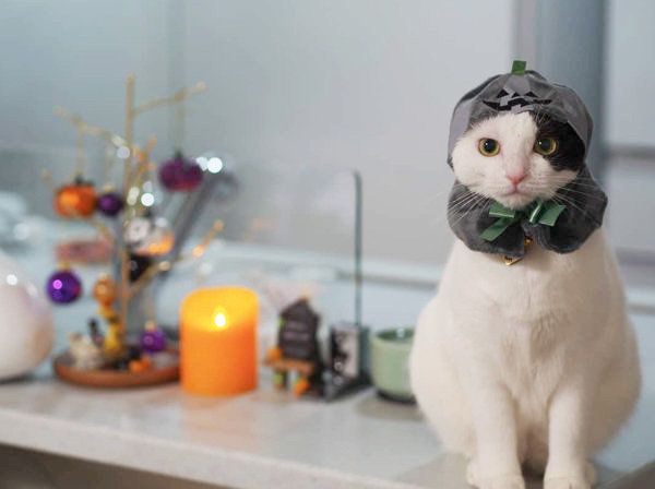 かわいい かわいい ねこハロウィンちゃん