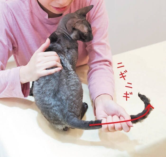 猫のしっぽの冷えとりマッサージ