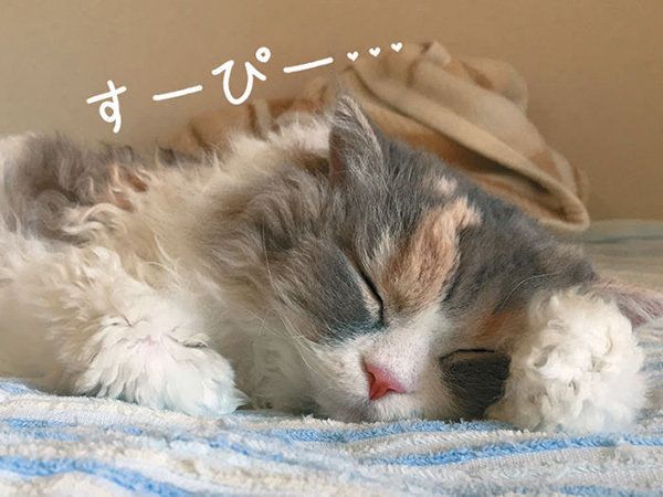 眠る猫／「ねこのきもち」2016年11月号