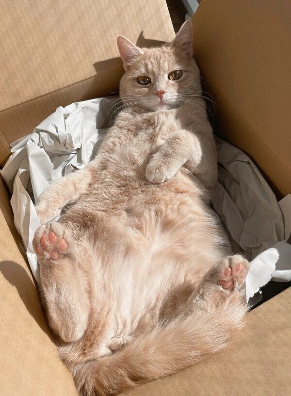 くつろぐくるみちゃん