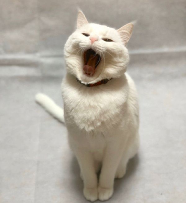 ポーズをキメるハク様