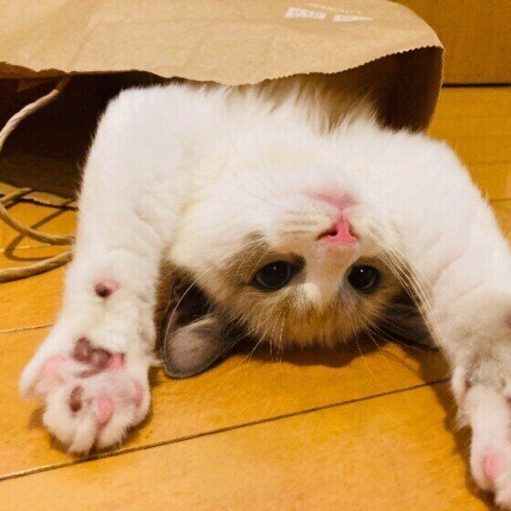 紙袋の中に入るラグドール