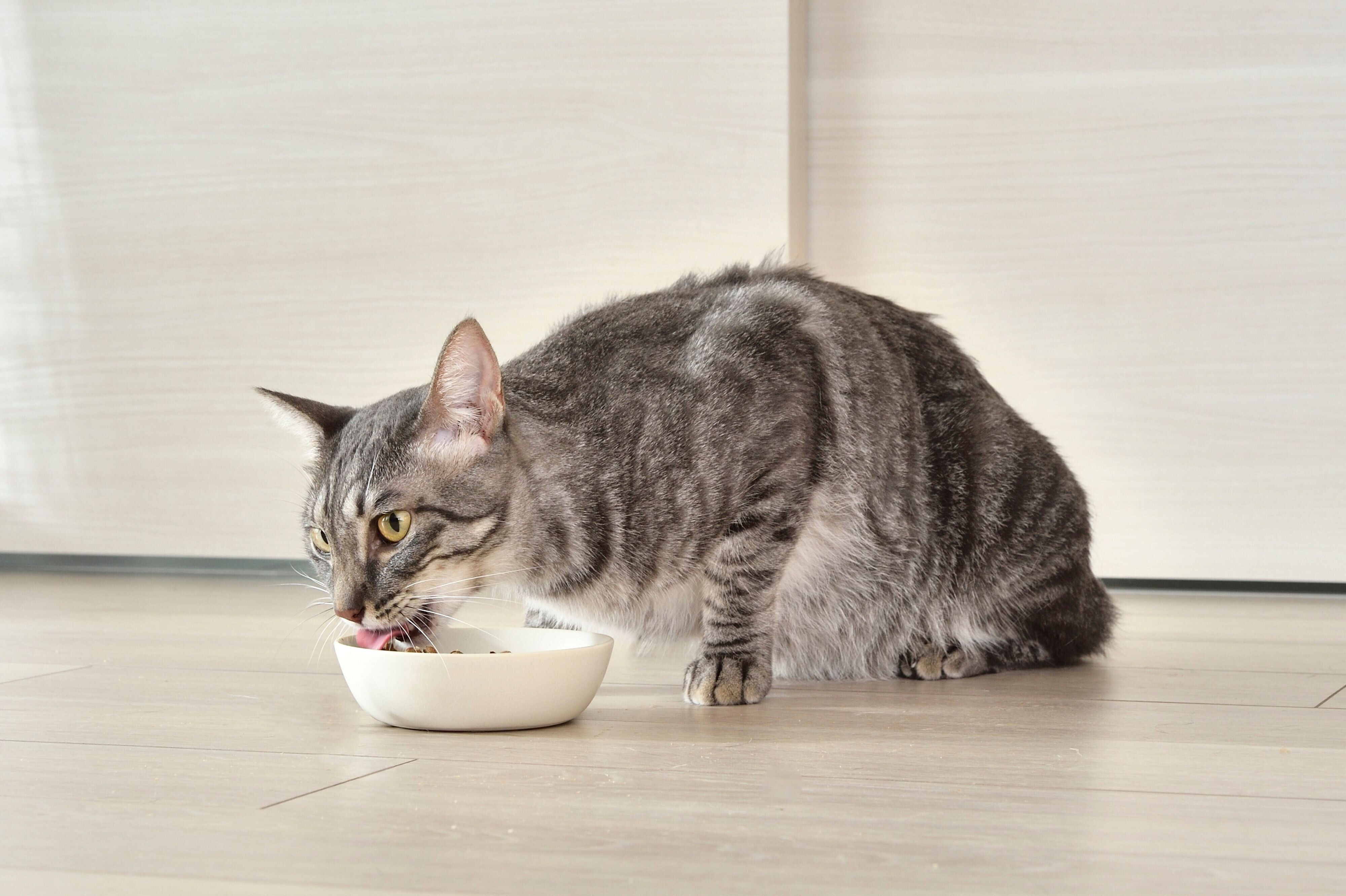 『懐石1dish』を食べる猫