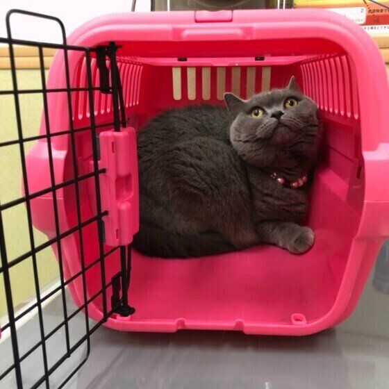 キャリーバッグに入る猫