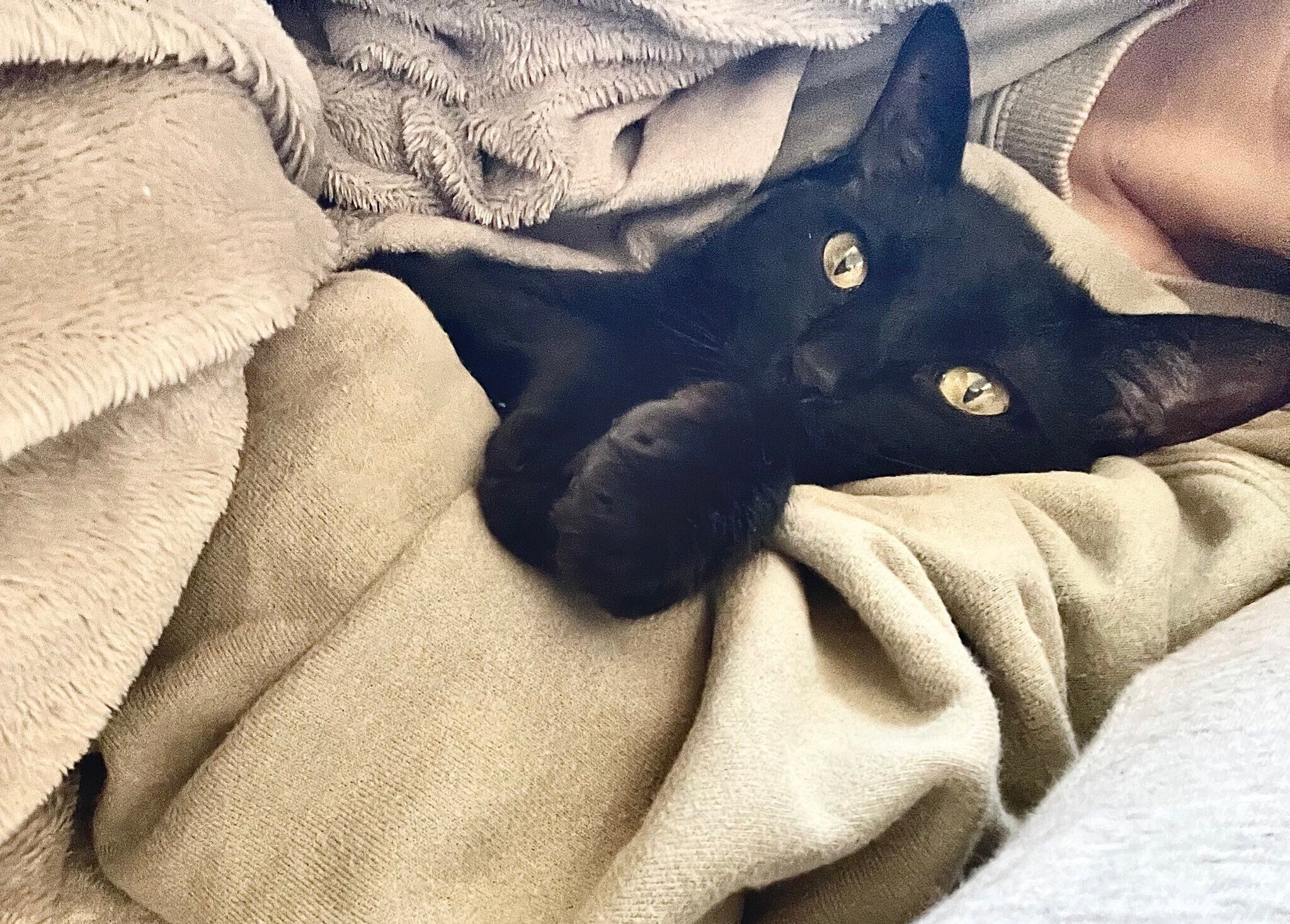 飼い主さんにくっつくこぐまくん