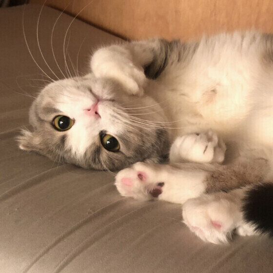 スコティッシュフォールドのくうちゃん