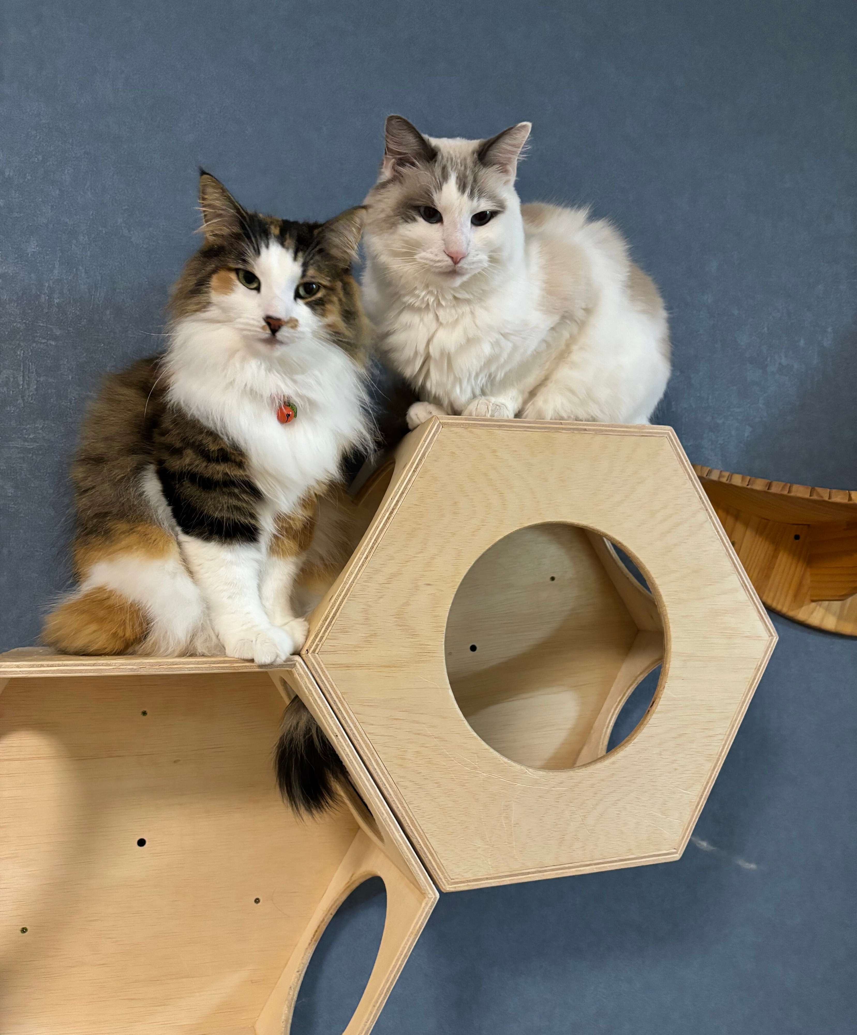 ノルウェージャンフォレストキャットとラグドール