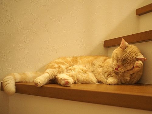 マンチカンのぷーちゃん