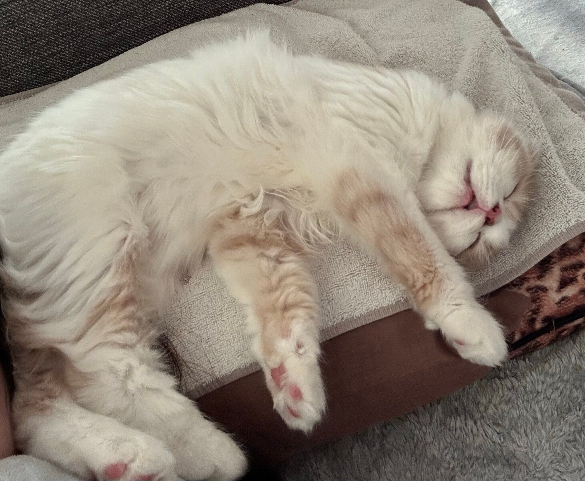 お迎え4日目、生後4カ月のらいくん