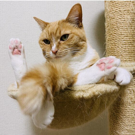 両足の肉球を見せる茶トラMIXの茶々ちゃん