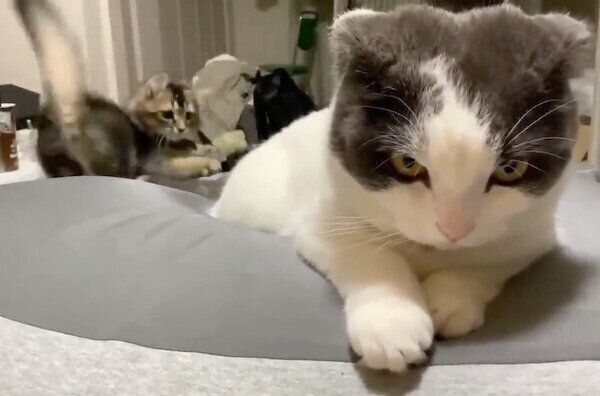 ミルクくんのしっぽで遊ぶオリーブくん