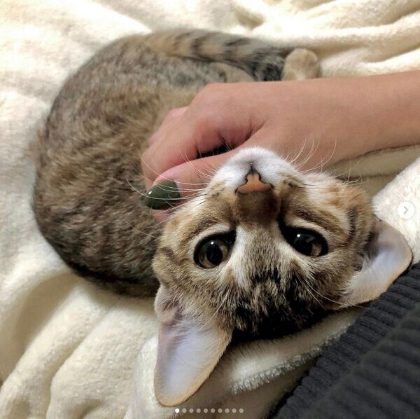 家に迎えた頃のつむぎちゃん