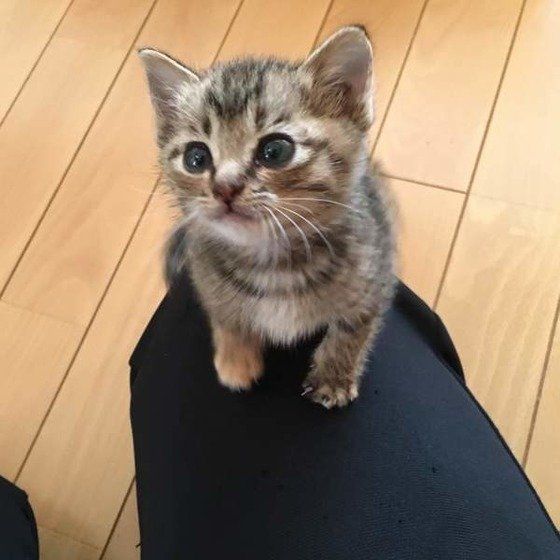 見つめながら膝にのろうとする子猫