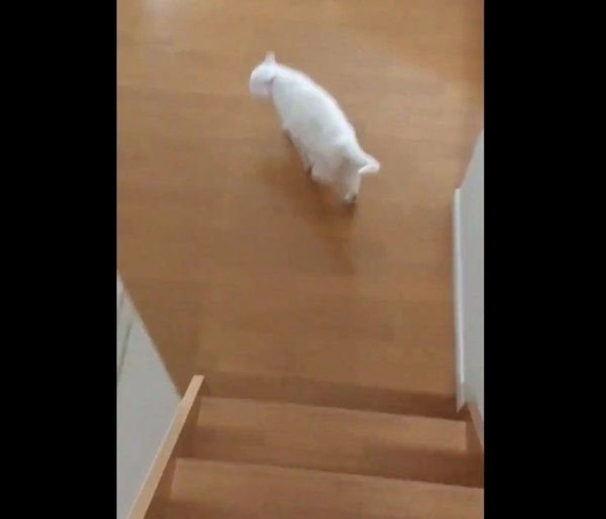 獣医師解説 家の階段から落ちた飼い主さん それを見ていた愛猫の 優しすぎる行動 に涙 ねこのきもちweb Magazine 獣医師解説 家の階段から落ちた飼い主さん それを見ていた愛猫の 優しすぎる行動 に涙 ねこのきもちweb Magazine