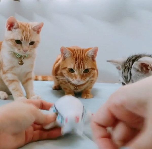 オモチャを見つめるアメリカンショートヘア