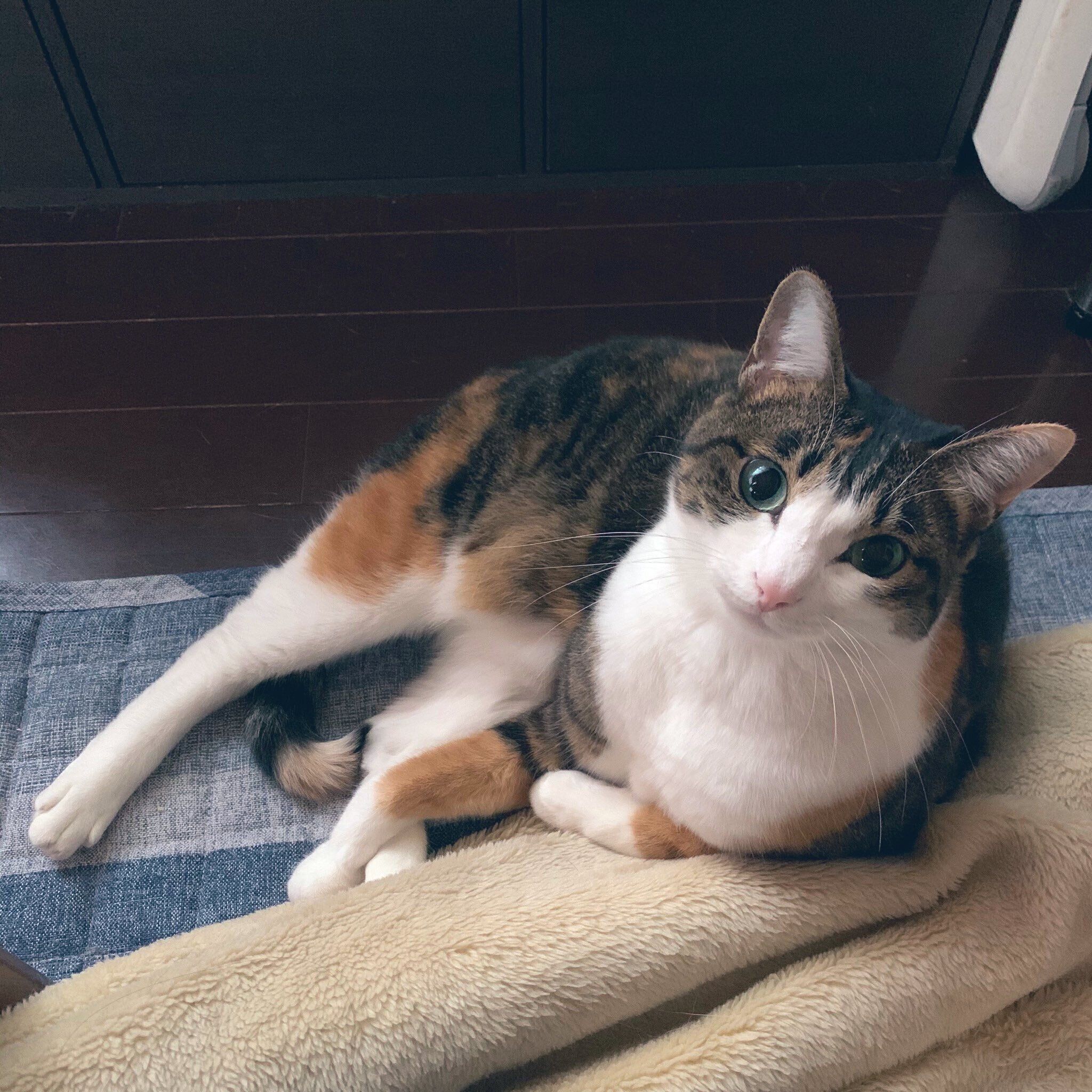 三毛トラのさつきちゃん