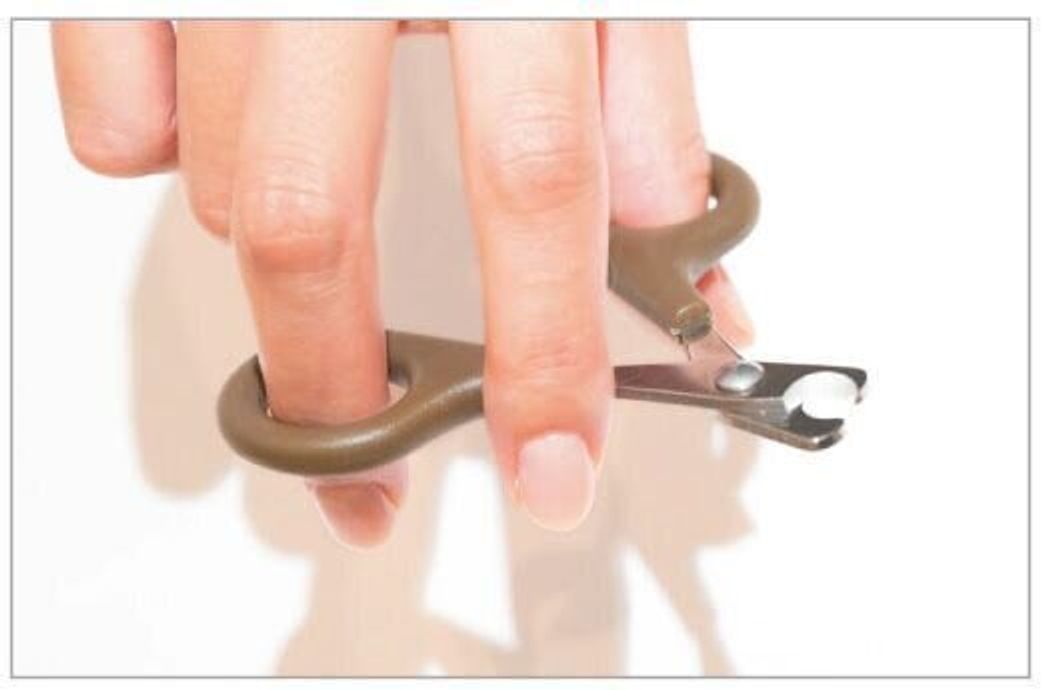 道具選び から 抱き方 まで基本を解説 猫の 爪切り をマスターしよう ねこのきもちweb Magazine 道具選び から 抱き方 まで基本を解説 猫の 爪切り をマスターしよう ねこのきもちweb Magazine