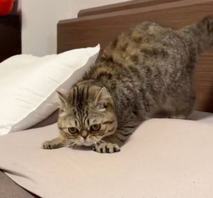 やんのかステップを踏む直前のジロくん
