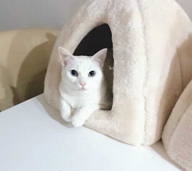 キャットハウスに入っている猫