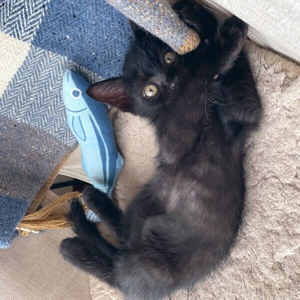 寝転がるこぐまくん